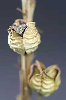 Lutea: Asphodel