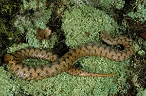 Aspis: ASPIC VIPER