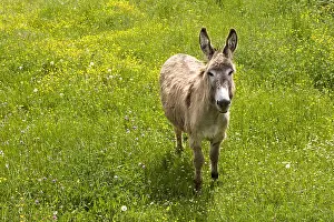 Tranquillity: Ass in a blooming meadow Bourgogne France