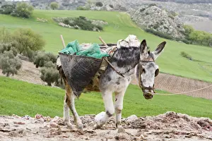 Attach: Ass carrying goods Canyete Real Malaga