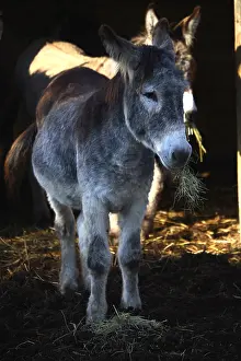Earthes: Ass eating hay France