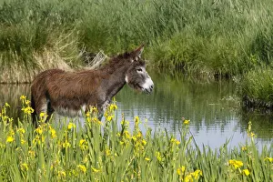 Bogs: Ass in the Marais Vernier to the Grand-Mare in the Eure