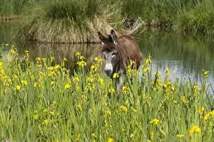 Bogs: Ass in the Marais Vernier to the Grand-Mare in the Eure
