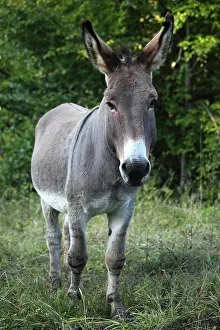 Asses: Ass in a meadow - France