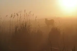 Asses: Ass in the morning mist - Marais Breton France