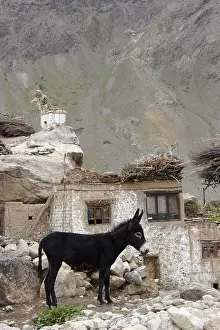 Fragments: Ass in a mountain hamlet Valley Lingti Zanskar India