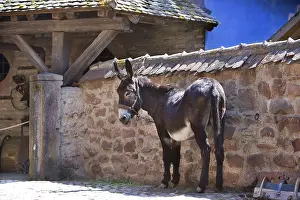 Attach: Ass near a stone wall Alsace Ecomuseum France