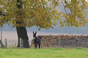 Asses: Ass under an Oak tree in autumn - France