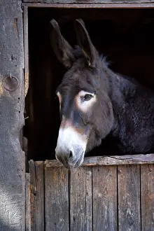 Stalls: Ass in a stall Ecomuseum Haute-Alsace France