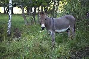 Asses: Ass in undergrowth - France