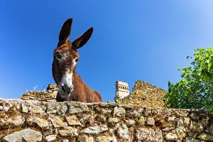 Communities: Ass behind a wall - Ambroz Valley Extremadura Spain