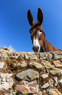 Communities: Ass behind a wall - Ambroz Valley Extremadura Spain