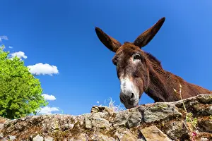 Communities: Ass behind a wall - Ambroz Valley Extremadura Spain