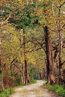 Assam: Assam landscape, Manas national park