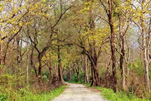 Assam: Assam landscape, Manas national park