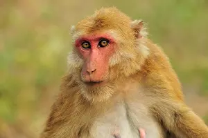 Assamensis: Assam Macaque / Assamese Macaque
