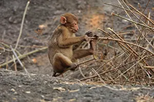 Assamensis: Assam Macaque / Assamese Macaque