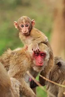 Assamensis: Assam Macaque / Assamese Macaque