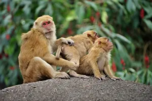 Assamensis: Assam Macaque / Assamese Macaque