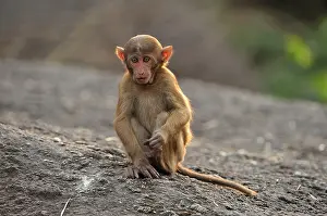 Assamensis: Assam Macaque / Assamese Macaque baby