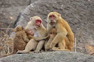 Troop: Assam Macaque / Assamese Macaque with baby