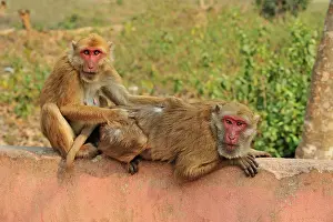 Assamensis: Assam Macaque / Assamese Macaque grooming