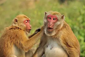 Assamensis: Assam Macaque / Assamese Macaque grooming