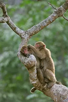 Assamensis: Assam Macaque / Assamese Macaque grooming