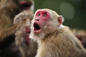 Assamensis: Assam Macaque / Assamese Macaque in threat display