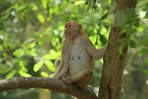 Assamensis: Assamese Macaque