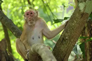 Assamensis: Assamese Macaque
