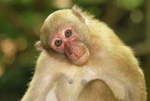 Assamensis: Assamese Macaque