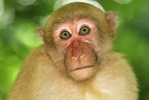 Assamensis: Assamese Macaque