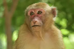 Assamensis: Assamese Macaque