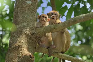 Assamensis: Assamese Macaque