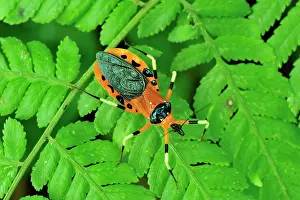 Assassin: Assassin Bug