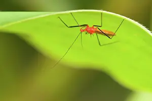 Assassin: Assassin Bug