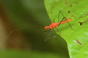 Assassin: Assassin Bug
