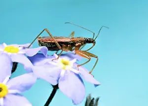 Nots: Assassin Bug - Hunting on flowers of Forget-me-Not