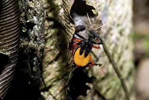 Assassin: Assassin Bug Nymph