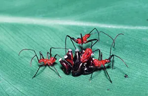 Hatching: ASSASSIN BUG - NYMPHS HATCHING
