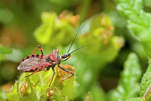 Assassin: Assassin Bug on plant
