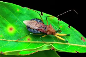 Amazonian: Assassin bug (Ploeogaster sp) on a leaf, Saramaca