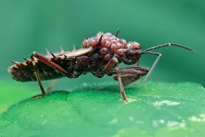 Acari: Assassin bug (Reduviidae) infested with parasitic