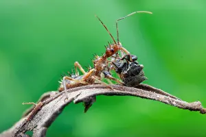 Homoptera: An assassin bug (Reduviidae) with prey, a horned