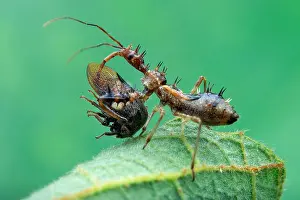Homoptera: An assassin bug (Reduviidae) with prey, a horned
