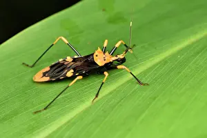 Masked: Assassin bug (Reduviidae sp) on a leaf, Andasibe