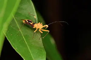 Masked: Assassin bug (Reduviidae sp) on a leaf, Andasibe
