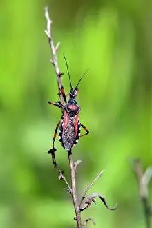 Assassin: Assassin Bug (Rhynocoris erythropus), On a dry stem