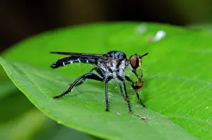 January: Assassin Fly